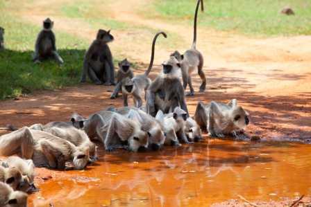 Singes Sri Lanka