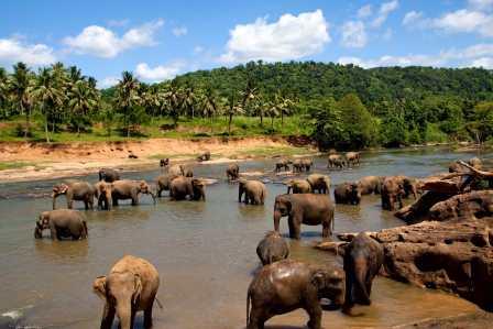 Eléphants Sri Lanka